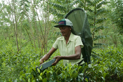 nandana-tea-factory-small-holding-farmer